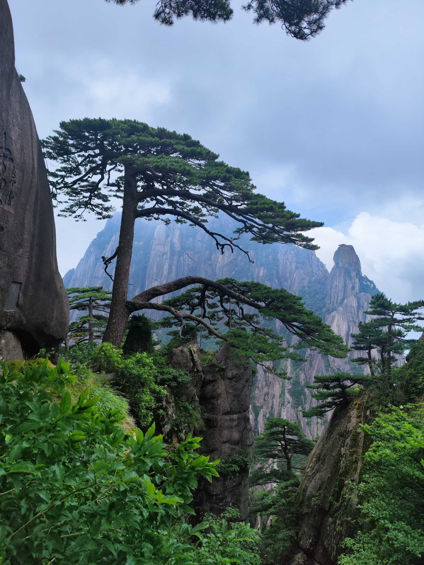 Mist-wrapped peaks seen through the pines
